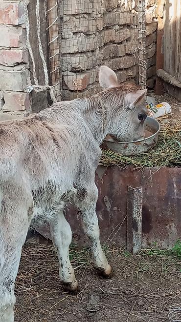 Коровы, быки: Продаю | Бык (самец), Тёлка — 5