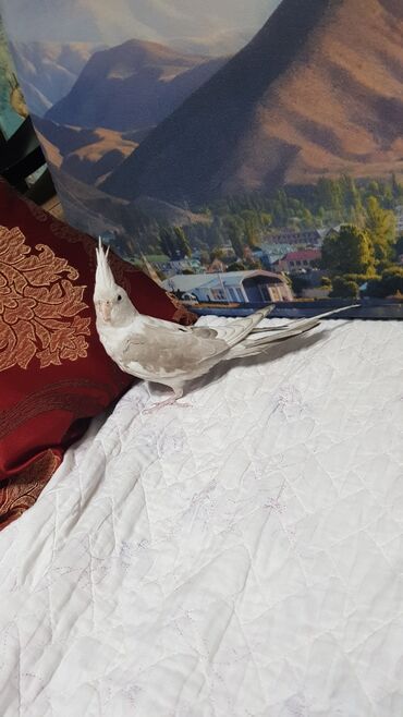 корелла in Кыргызстан | ПТИЦЫ: Попугай Корелла (Девочка) 8 месяцов здоровая