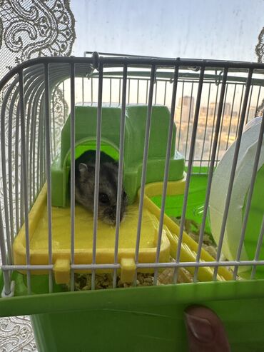 енот живой: 🐹 Продаю джунгарского хомячка (девочку) с клеткой Отдам в хорошие