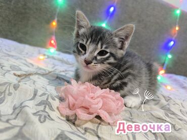скоттиш страйт шотландская прямоухая кошка: 2 месяца, Девочка, Метис, Приучена к лотку