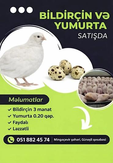 qasqaldaq eti: Məhsul: Bildirçin və bildirçin yumurtası Xüsusiyyətlər: - Bildirçin – — 1