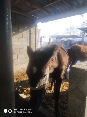 Лошади, кони: Продаю | Жеребенок | Рабочий — 20