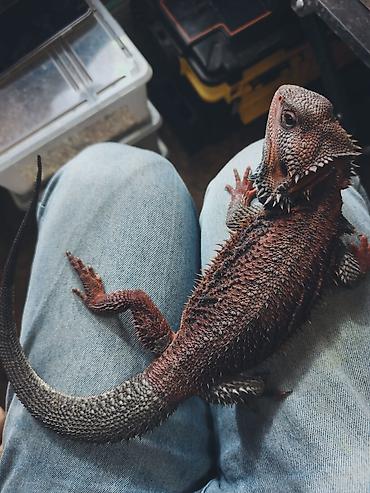 террариумные животные: Бородатые агамы (Pogona vitticeps) — яркие морфы Описание: - Домашние — 3