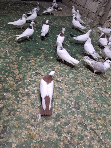 Göyərçinlər: Məhsul: Bəzək və uçuş üçün göyərçinlər Təsvir: - Növ — 6