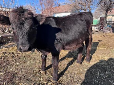 Коровы, быки: Продаю | Тёлка, Музоо, торпок | Абердин-ангус | На откорм | Искусственник — 7