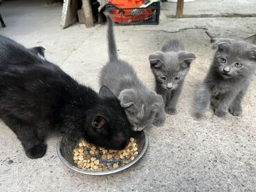купить котят в бишкеке: Скотиш Фолд (Шотландская вислоухая), 2 месяца, Девочка, Приучена к лотку