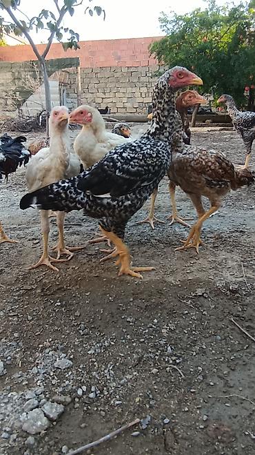 kənd çolpası satışı: Toyuq, Damazlıq, Ünvandan götürmə — 10