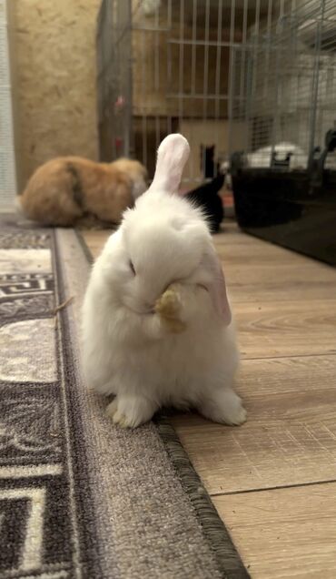 кролики колифорния: 😍🐰 Три белых и один черный🥰 Кролики порода, Французский баран