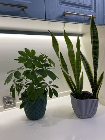 Otaq bitkiləri: Şeflera 8 AZN, sansevieriya 10 AZN, monstera adensoni 6 AZN, aglaonema