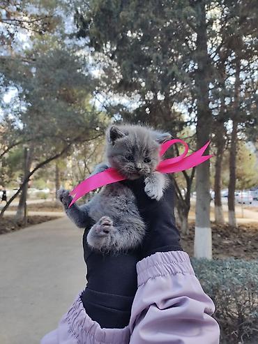 Pişiklər: Benqal, Erkək — 9