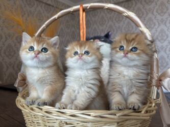 şotlan pişiyi: Золотая шиншилла, Самка, Бесплатная доставка