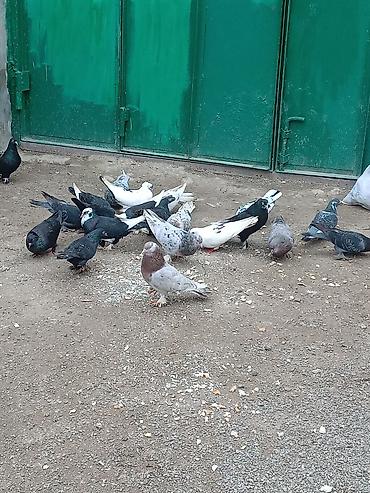 Голуби: Göyərçinlər tək tək və topdan satılır.tək tək 10 azn.topdan alana yəni — 2
