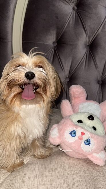 İtlər: Malta bolonka, 2 il, Erkek, Cütləşmə üçün — 8