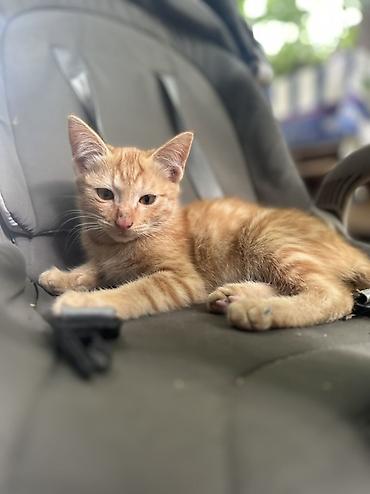 коричневый кот: Ищу дом для рыжика🧡 Рыжий котёнок с классическим полосатым рисунком — 2