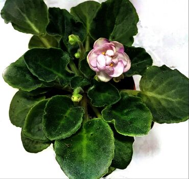 сок томатный 3 литра купить: Продаю цветущие фиалочки 🌺🌿. Для заказа пишите или звоните на вотсап