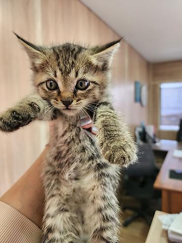Кошки: Котята, помет разноцветный: - Окрас: рыжий длинношерстный, рыжий — 4