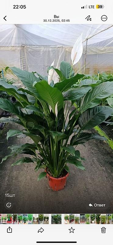 Другие комнатные растения: Предлагаются различные комнатные растения в горшках. В наличии кротоны — 24