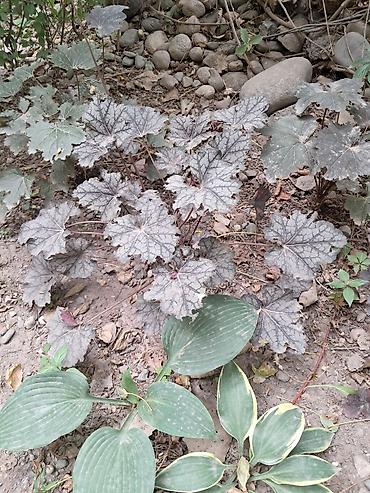 Садовые цветы и кустарники: Саженцы цветка: Ромашки, Самовывоз — 8