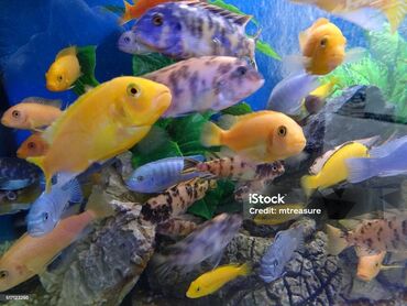 аквариум без рыб: Akvarium cixlit balalari satilir. Her qiymətə var Limonik Almanka