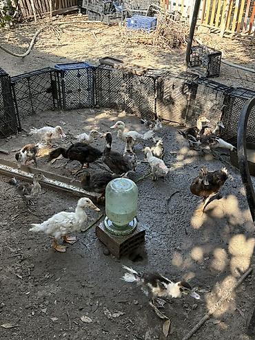 mandalina ördek: Məhsul: Cücələr və ördək balaları (qarışıq rənglər) Təsvir: - Həyət — 1