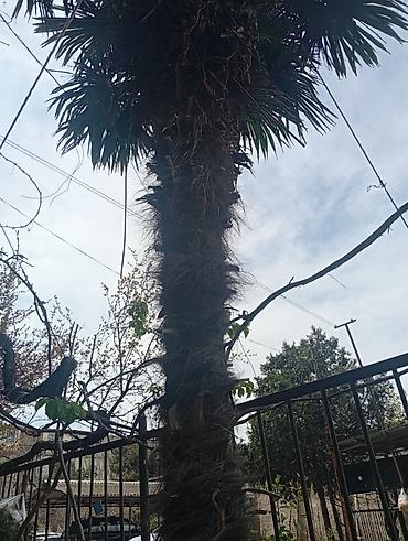 palmalar: Xurma (palma) ağacı – canlı dekorativ bitki - Növ: Fan tipli palma — 2