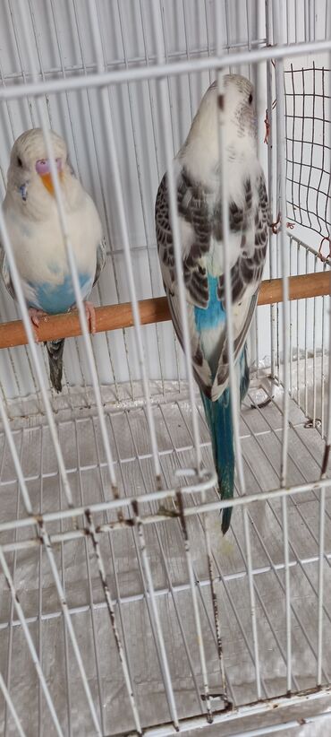 Tutuquşları: Cox gozel texas cinsi tutuquslar satilir bunlar ele bele valnist deyil — 12