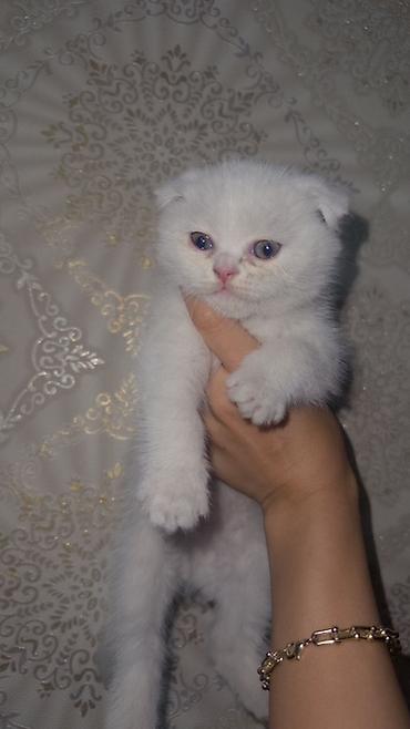 ищу котят: Им два месяца /Белоснежные плюшевые котята с аккуратными сложенными — 2