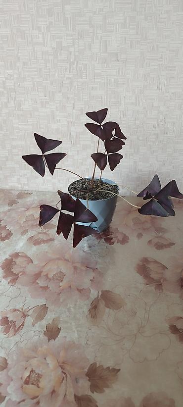 green leaf: Оксалис треугольный (Oxalis triangularis), фиолетовый «кислец» в — 3