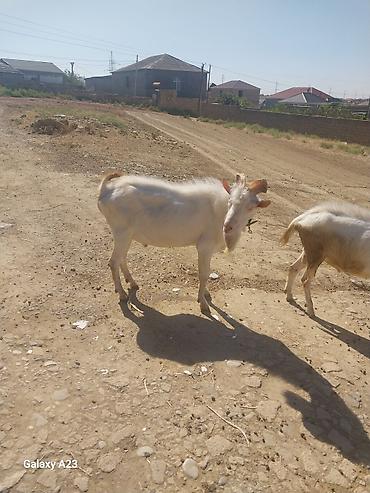 hələp kecisi: Məhsul: Ağ rəngli keçilər (2 baş) Təsvir: - Şəkillərdə görünən ağ — 3