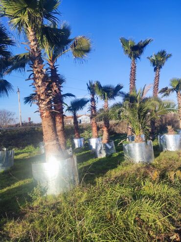 Ağaclar: Palmalar satilir 2000nen3000manatacqeder -da lalafo.az — 8 Ağaclar: Palmalar satilir 2000nen3000manatacqeder — 8