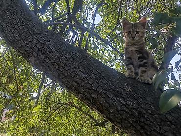 cat sofa: Ручной ласковый котёнок 4-х месяцев с ярким тигровым окрасом, короткой — 2