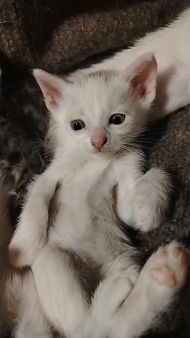 Кошки: Бесплатная доставка — 7