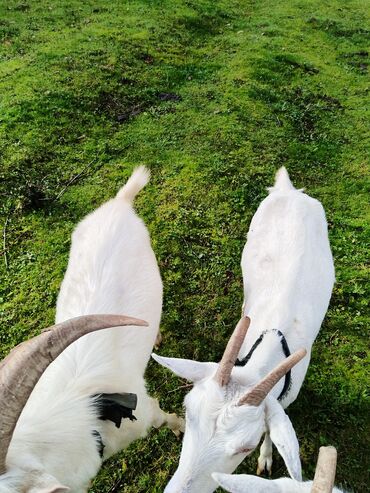Keçi, çəpiş: Sanen keçiləri satılır. Çəkilisdə heç bir effekt istifadə edilməyib — 7