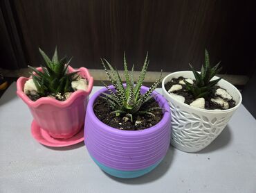 тыква сколько стоит: Декабристы (Schlumbergera) в декоративных горшках. -Продаю домашние