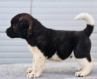 Psi: Američka Akita štenci Odgajivacnica TOP WINNER PUPPY sa ponosom — 5