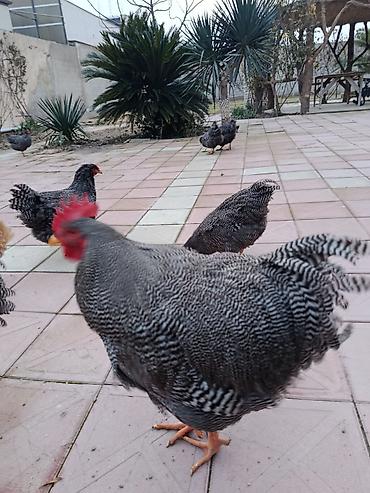 Xoruzlar: Barred rok yumrtasi satilir — 7