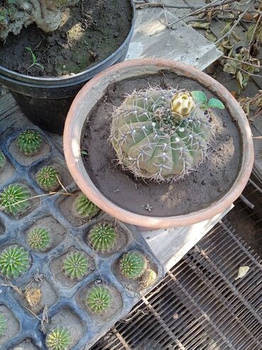 Кактусы: Продам кактусы — 11