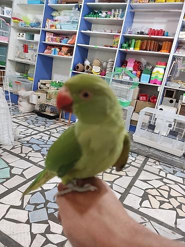 Птицы: Ручной ожереловый попугай! Если у вас никогда не было опыта — 8