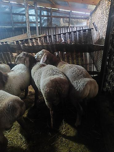 Продам с/х животных: Продаю | Ягненок | Для разведения | Ярка — 4