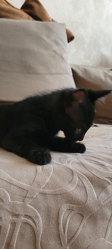породистые котята даром: 2 месяца, Мальчик, Приучена к лотку — 6