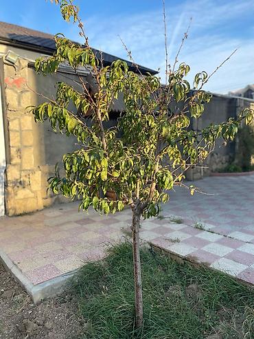 Uşaq və gənc otağı üçün dəstlər: Qız üçün, Yeni — 28