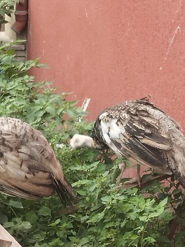 Tam sağlam tovuz quşları çəm 5 ədəddir ikisi erkək üçü dişidi və çəm lalafo.az -da — 5 Tam sağlam tovuz quşları çəm 5 ədəddir ikisi erkək üçü dişidi və çəm — 5