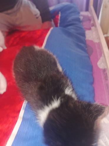 Pişiklər: Yaxşı əllərə — 3