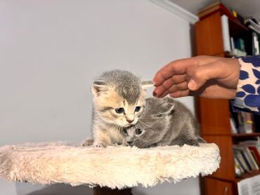британская кошка сколько стоит: 🐾 Шотландские вислоухие котята — нежные комочки счастья ждут своих