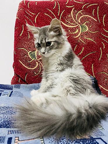 серая кошка: 4 месяца, Девочка — 3