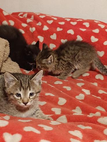 Отдам даром кошку: Котята девочки мальчики 1,5 месяца (серые мальчики, чёрно-белым — 4