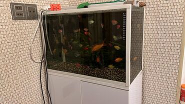 akvarium baliqlar: Akvarium. altındakı dolabla biyerdə 140₼. tək 60m Əmircan 73 litr