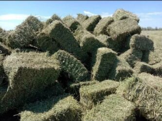 срочно продаю в связи с переездом: Срочно продаю тюки клевер плотные для себя пресовал осталось 54 тюка