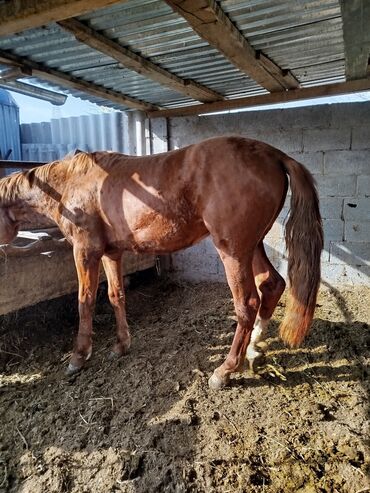 охотничий собак: Продаю | Кобыла (самка) | На забой