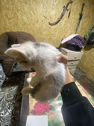 котята шиншиллы: ОДАЮ В ДОБРЫЕ РУКИ!!!! Котята-рябушки (окрашивание — 2